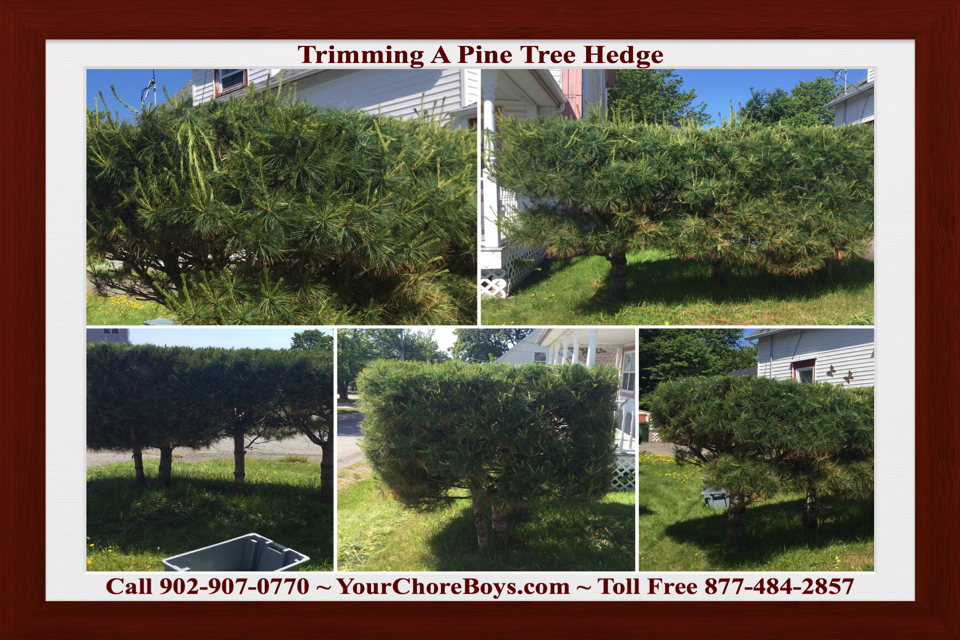Picture Shows Trimming A Pine Tree Hedge